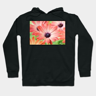 Osteospermum  Serenity Rose Magic= 'Balseroma'  Serenity series Hoodie